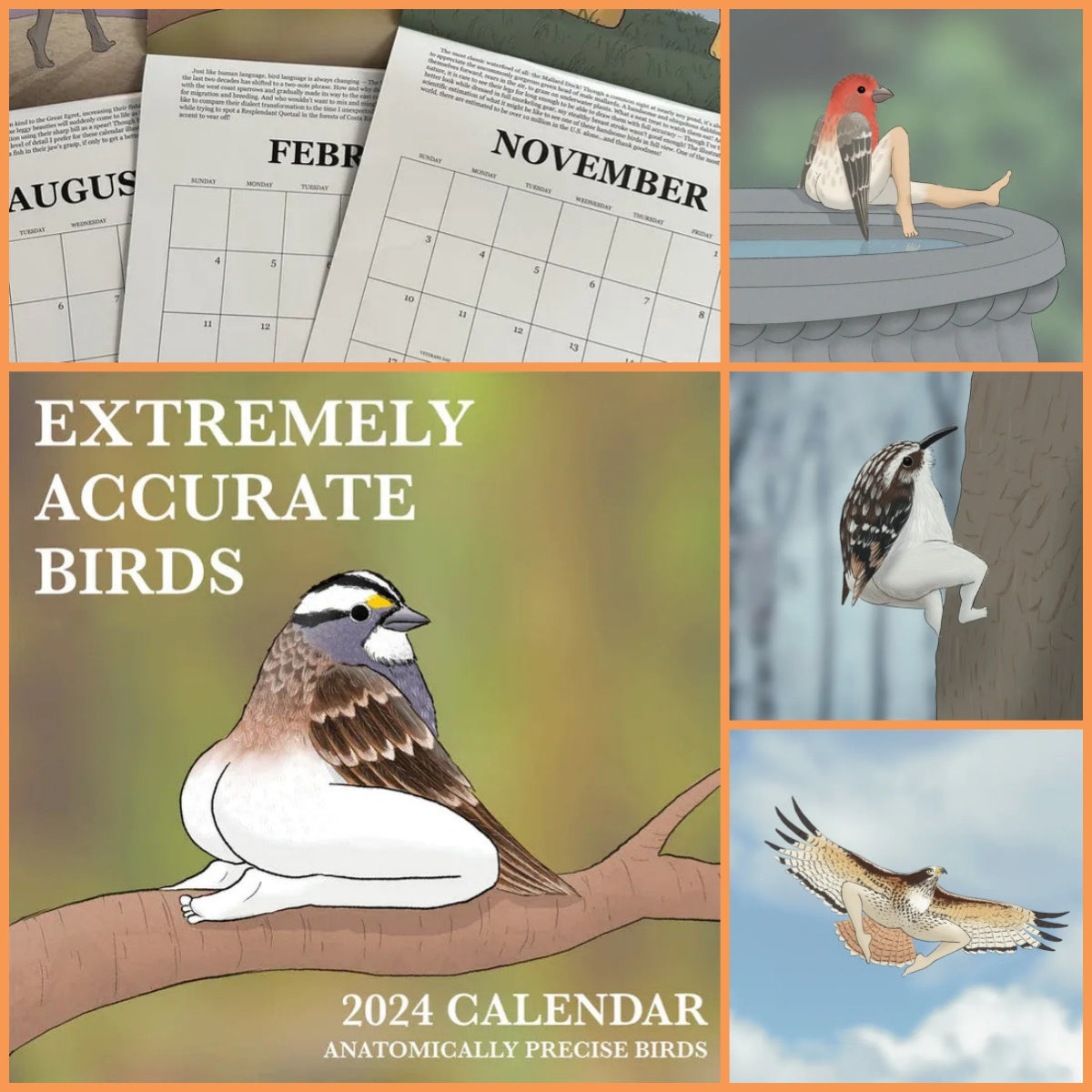2024 Extremely Accurate Birds Calendar Decorative Wall Monthly Calendar For Bird Lovers Room Calendars For Bedroom Living