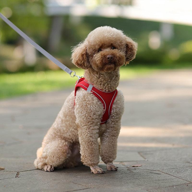 Small Dog Adjustable Walking Harness - #tiktokmademebuyit